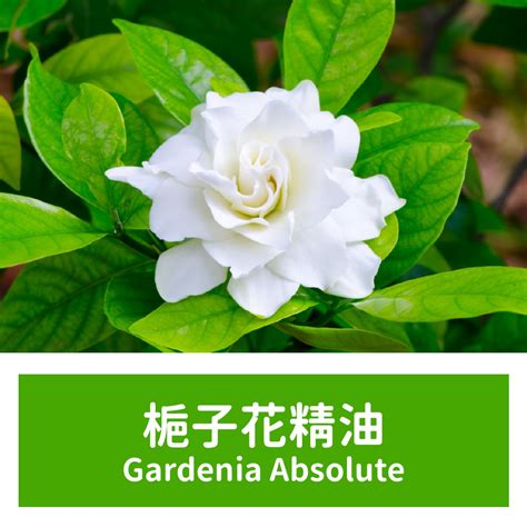 梔子會香的花|單方精油｜梔子花 Gardenia 的八大妙用 – 我係家庭芳 